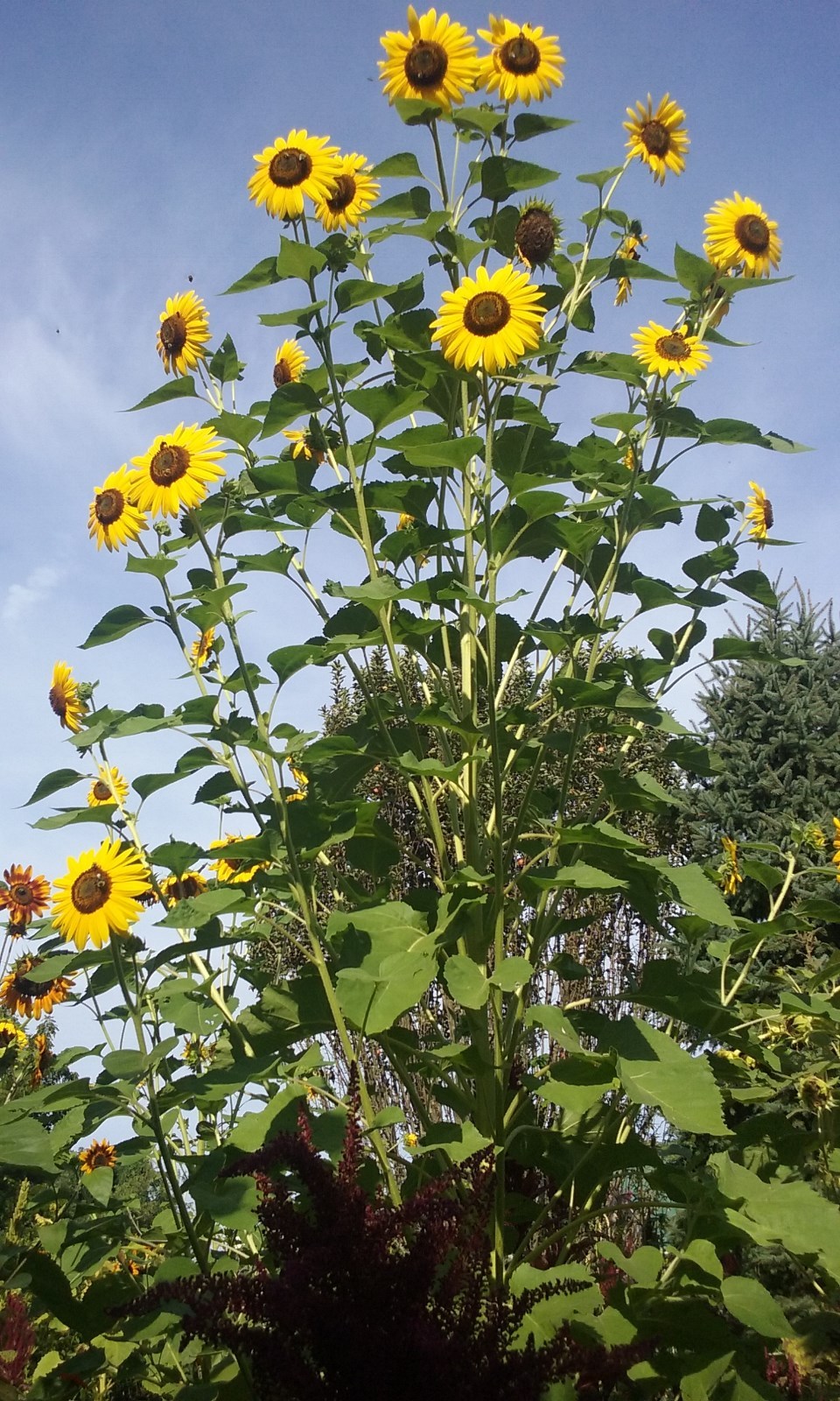 Custom Sunflower Seed Mix (30 Seeds) 30 KINDS of Ornamental Sunflowers in Mix!