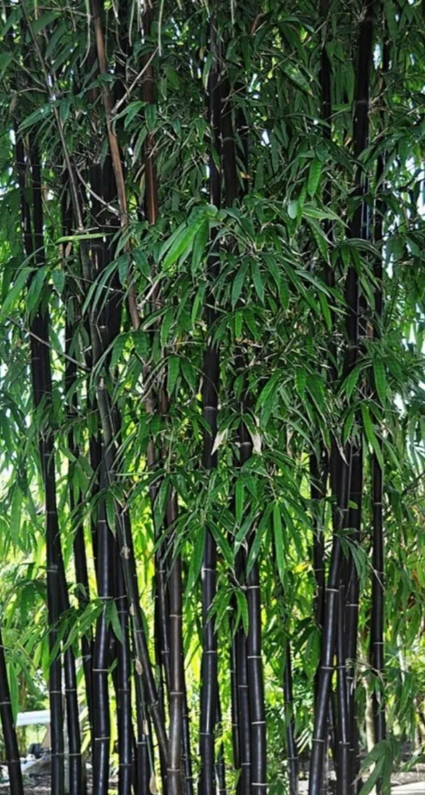 Black Bamboo True Phyllostachys Nigra Live Rhizome Bare Root Starter Plant