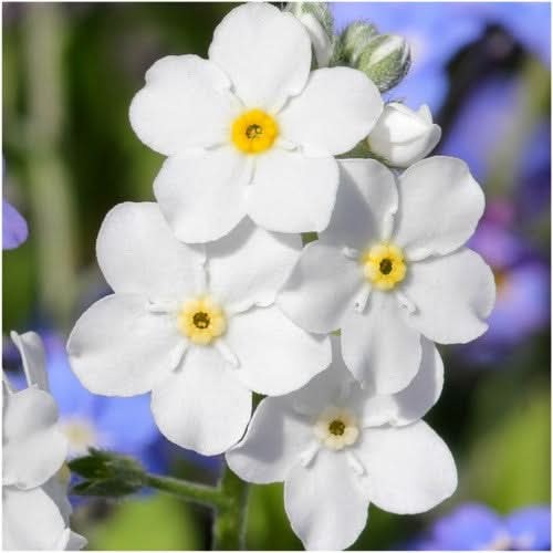 Mixed Forget-Me-Not Seeds For Planting (Myosotis alpestris)