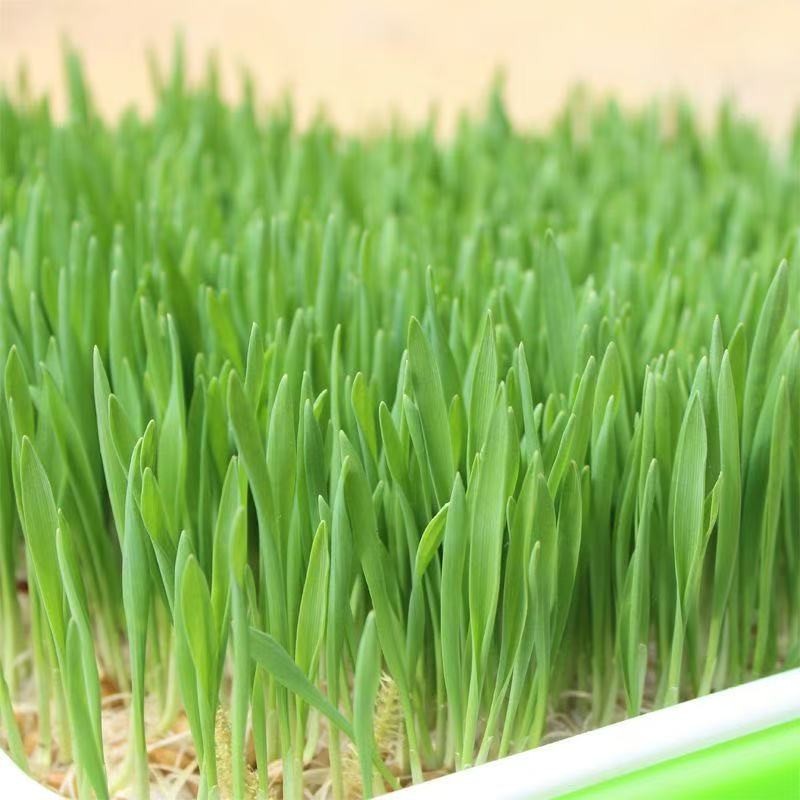 Barley Seeds – High Germination Rate, Grow Barley Grass for Juicing & Cooking