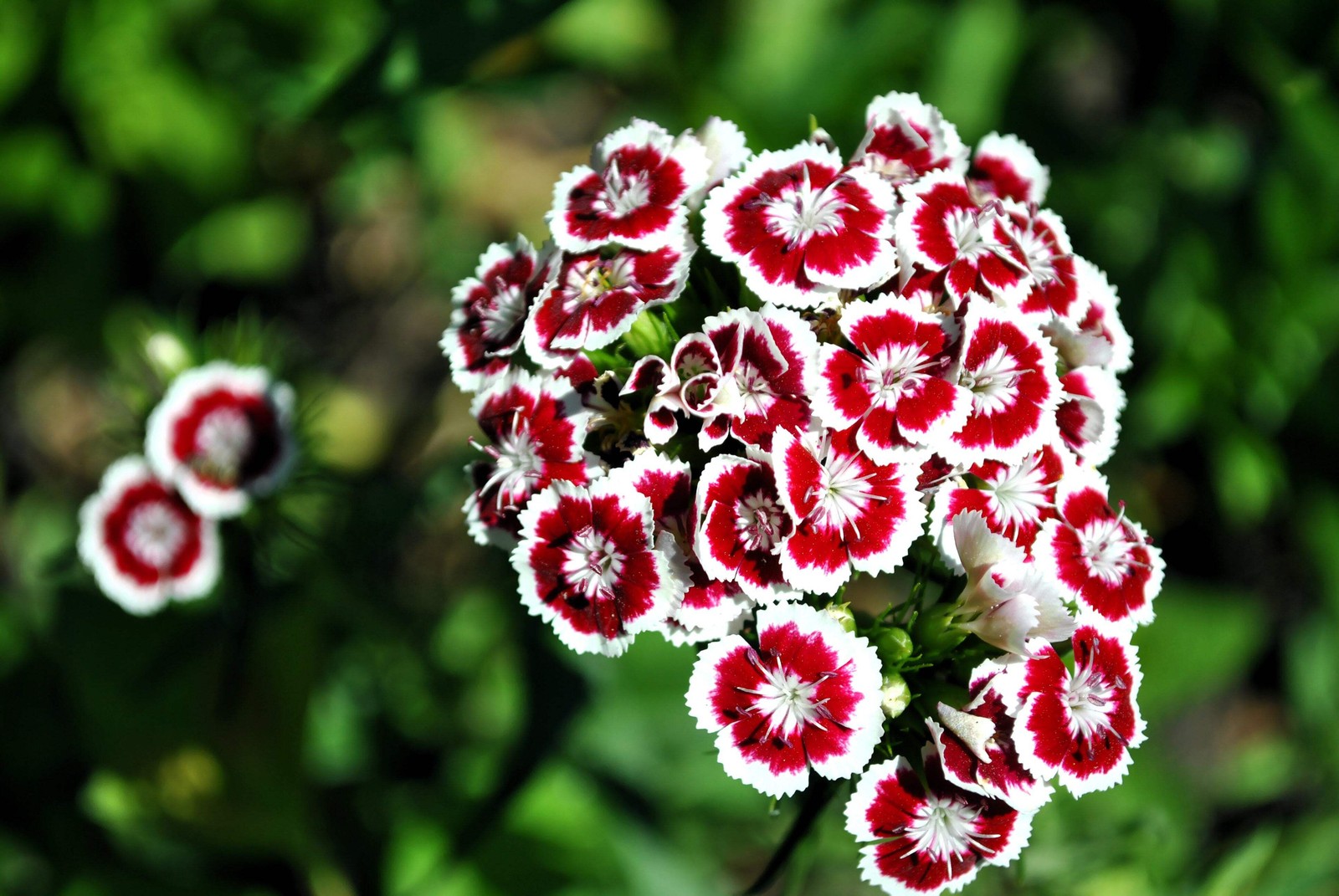 50 HOLBORN GLORY DIANTHUS Barbatus Red & White Flower Seeds *Flat S/H