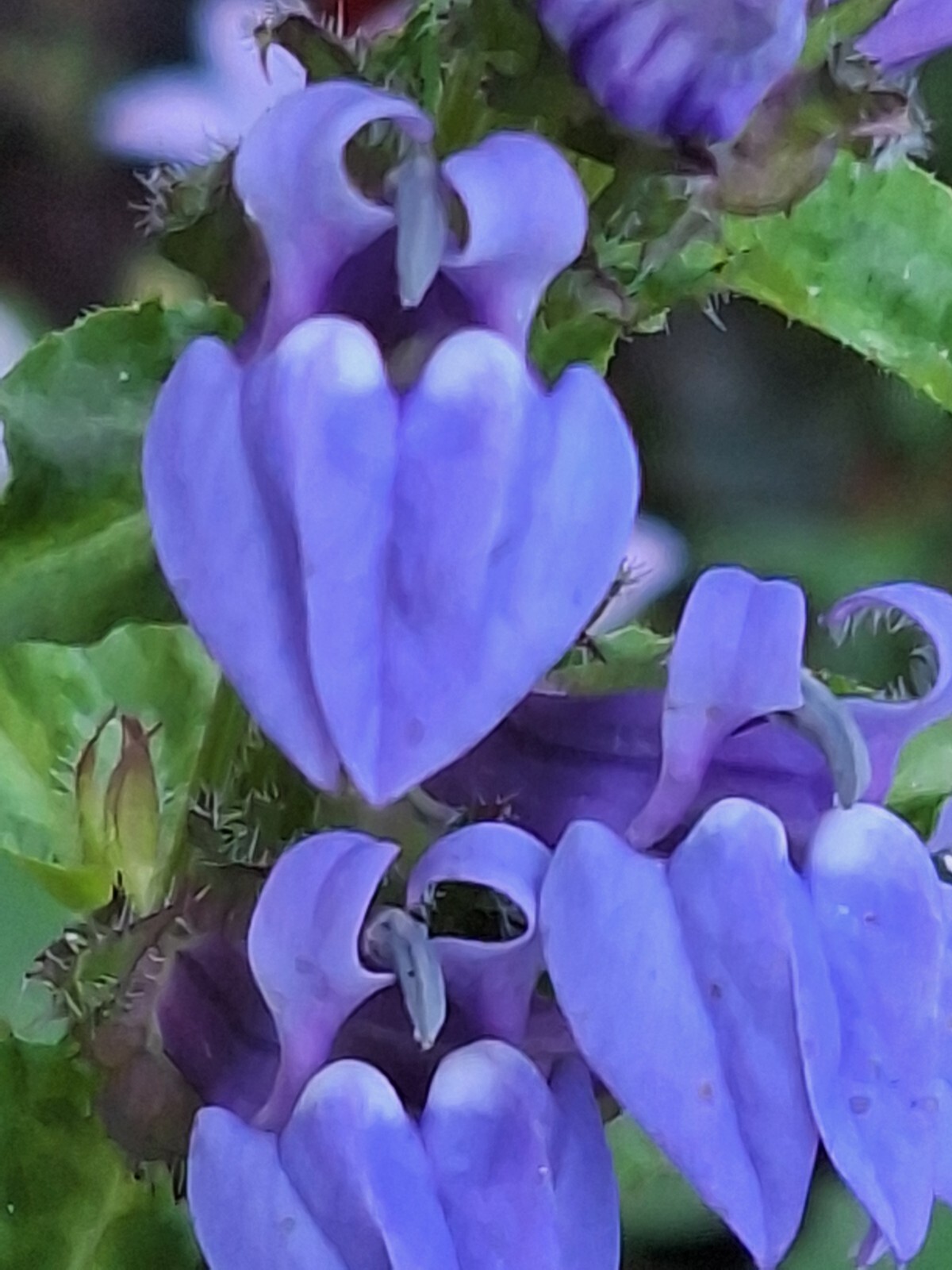 Giant blue lobelia 253 SEEDS, LOBELIA SIPHILITICA hardy, EZ to grow, USA seller