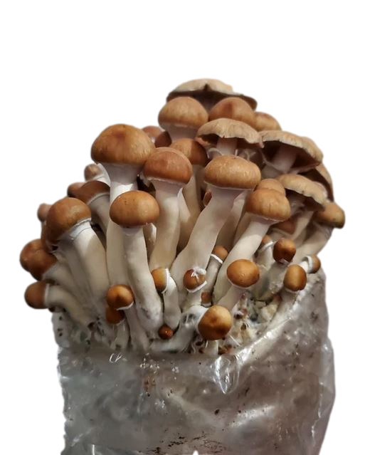 Maitake (Hen of the Woods) Indoor Mushroom Grow Kit Ready to Grow! 5 Pound