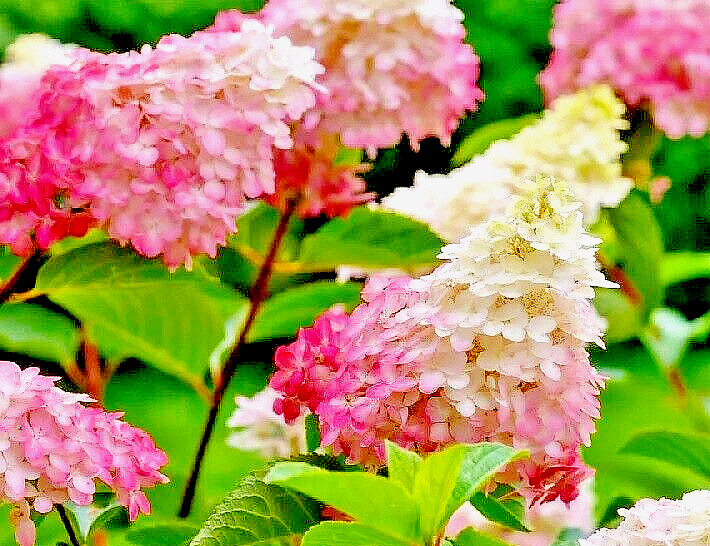 10 thin unrooted cuttings of stunning Vanilla Strawberry Hydrangea bush tree