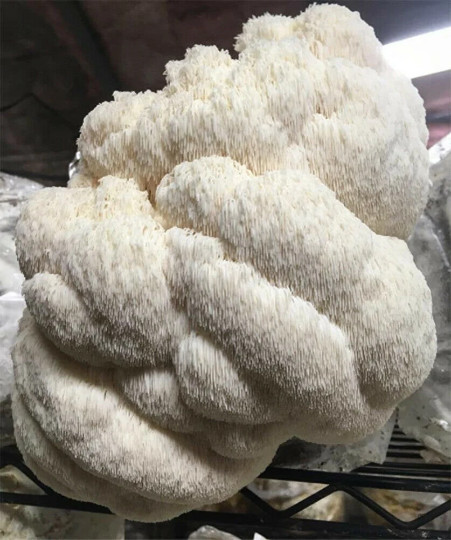 Lion’s Mane Mushroom Grow Kit (H. erinaceus) Fresh Inoculated Kit Fast Free Ship