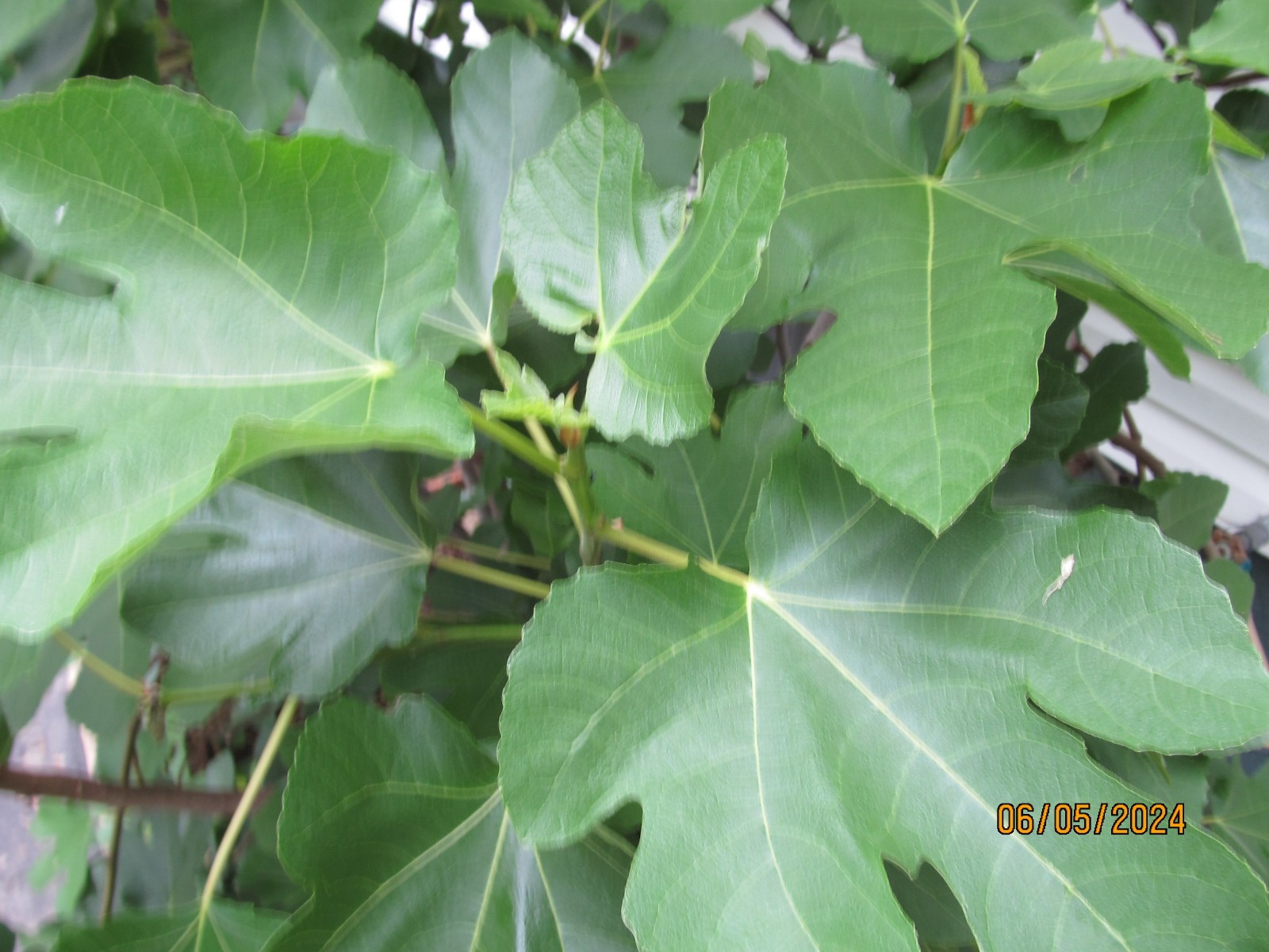 Genovese Nero fig tree 30″ tall, super rooted & ready to pot or put in ground #6