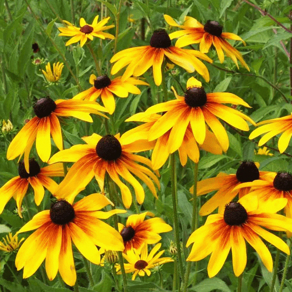 Gloriosa Daisy Seeds | Black Eyed Susan Yellow Perennial Wildflower Seed 2025