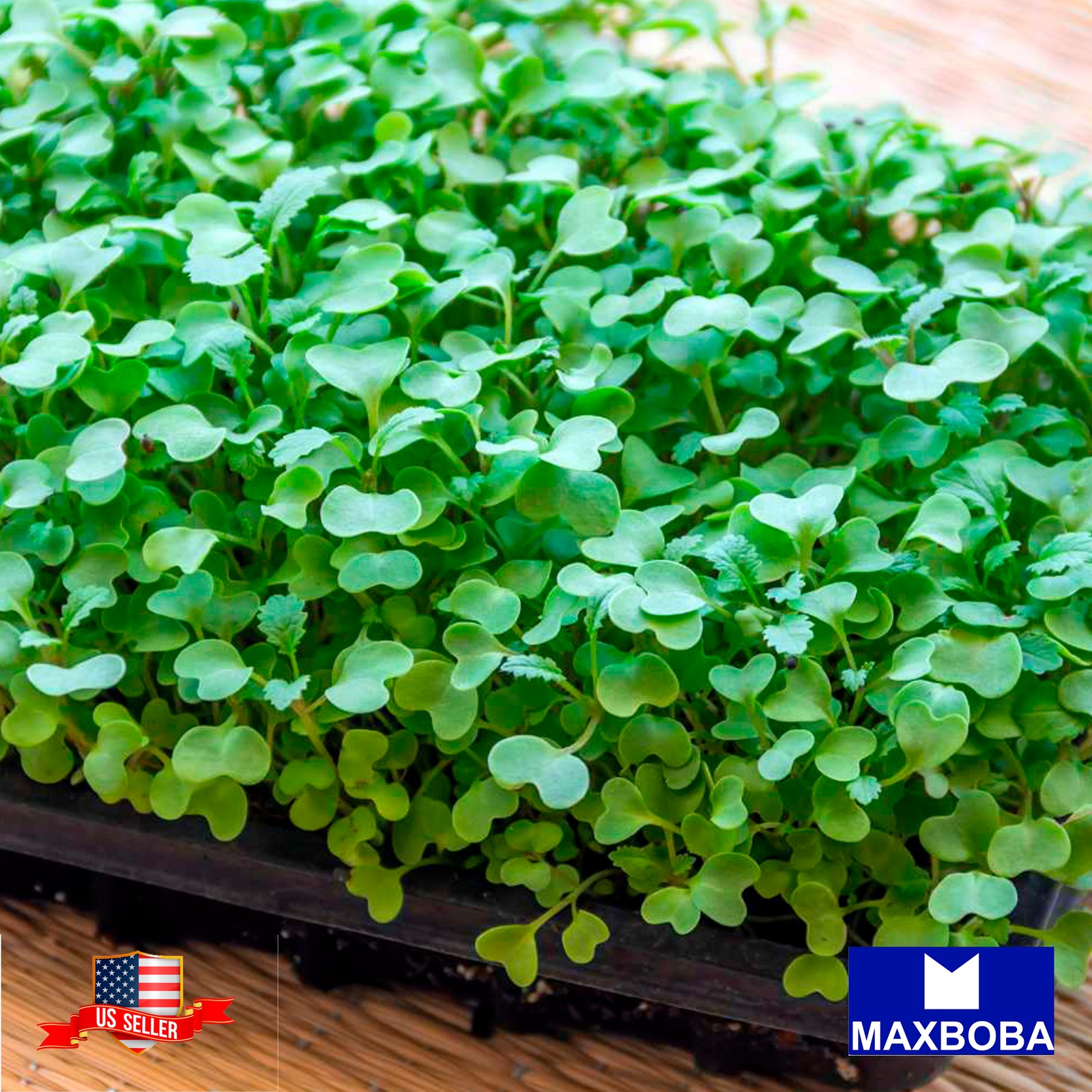 Cabbage Microgreens Seeds – Golden Acre 3200 Organic Non-GMO Heirloom