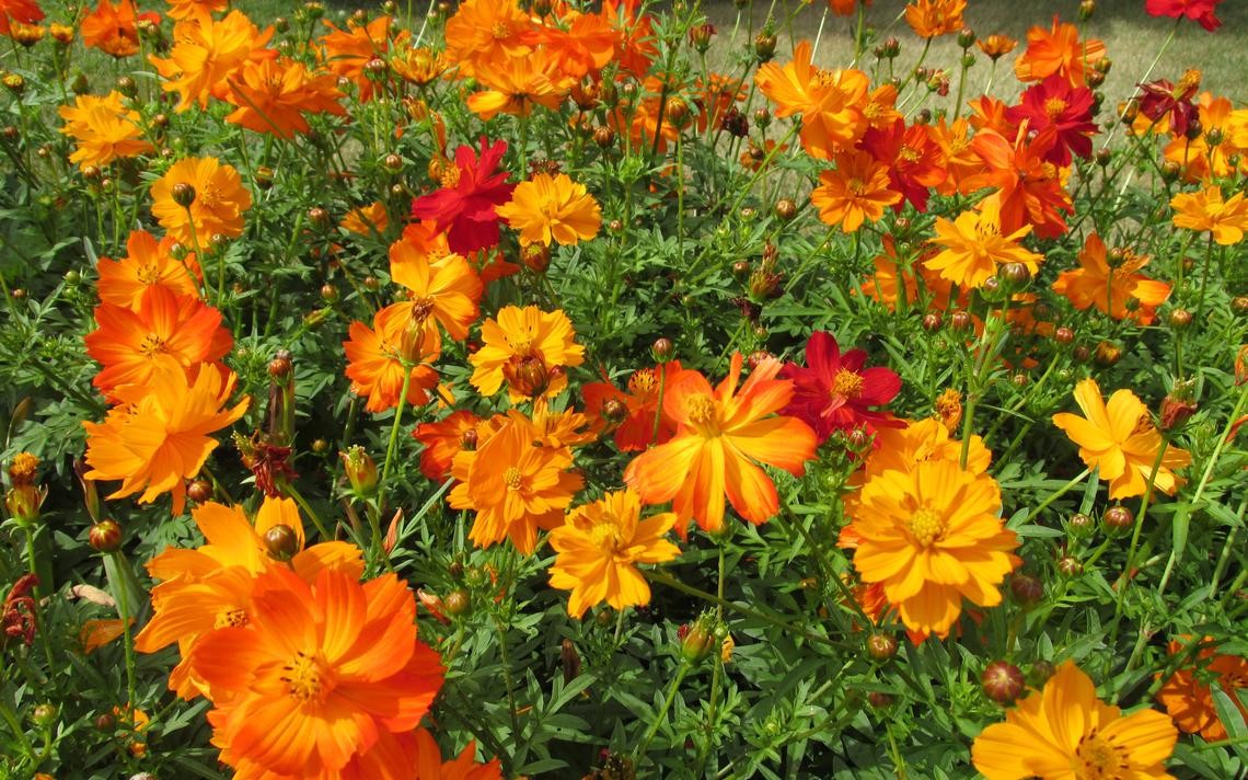 Bright Lights Mix Sulfur Cosmos Seeds | Red Orange Yellow Flowers Seed for 2024