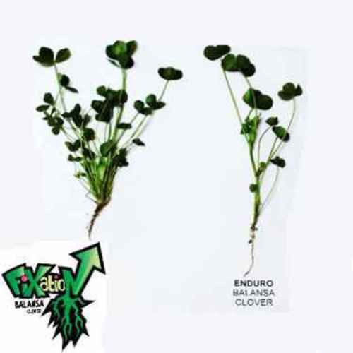 10 LBS – Inoculated FIXatioN Balansa Clover: Bio-Massive Drought Tolerant