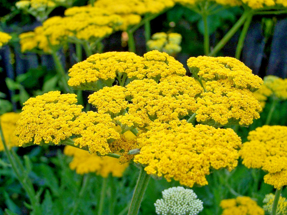 40 YELLOW YARROW SEEDS – Achillea millefolium