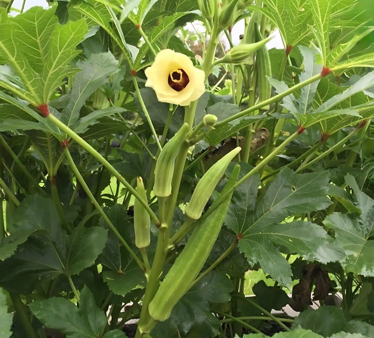 30 Fresh Okra Seeds, Clemson Spineless, Organic Non-GMO Heirloom USA Seller 🇺🇸