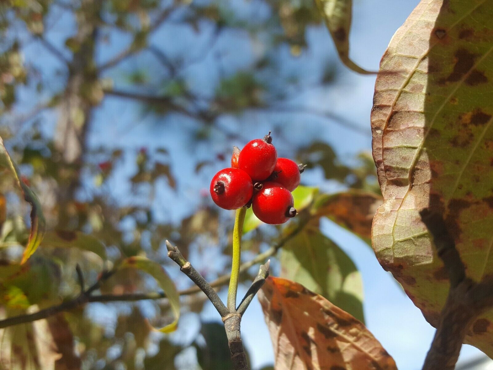 Florida Dogwood | 5 Seeds | Cornus florida | Native Tree | Gulf Coast Eco-type