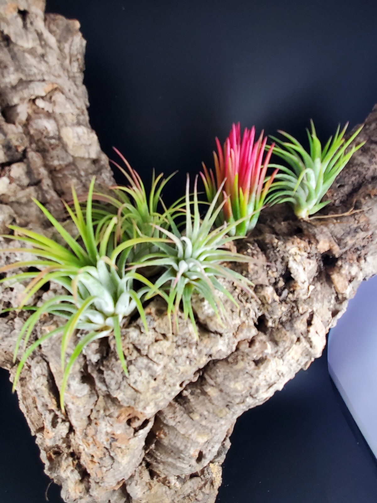 5 Pack Asst. Ionantha Air Plants- Tillandsia, Easy Care Indoor/Outdoor