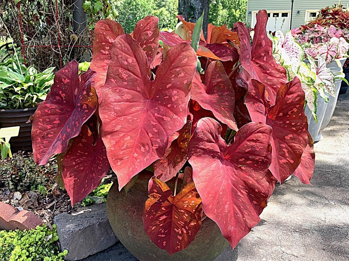 Caladium ‘Burning Heart’ Size #2 (4 Bulbs), 1″–1.5″) | Easy to Grow Foliage