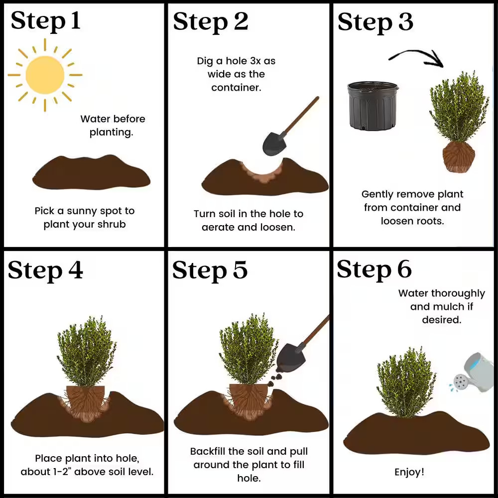 2.25 Gal. Wintergreen Boxwood Shrub Plant