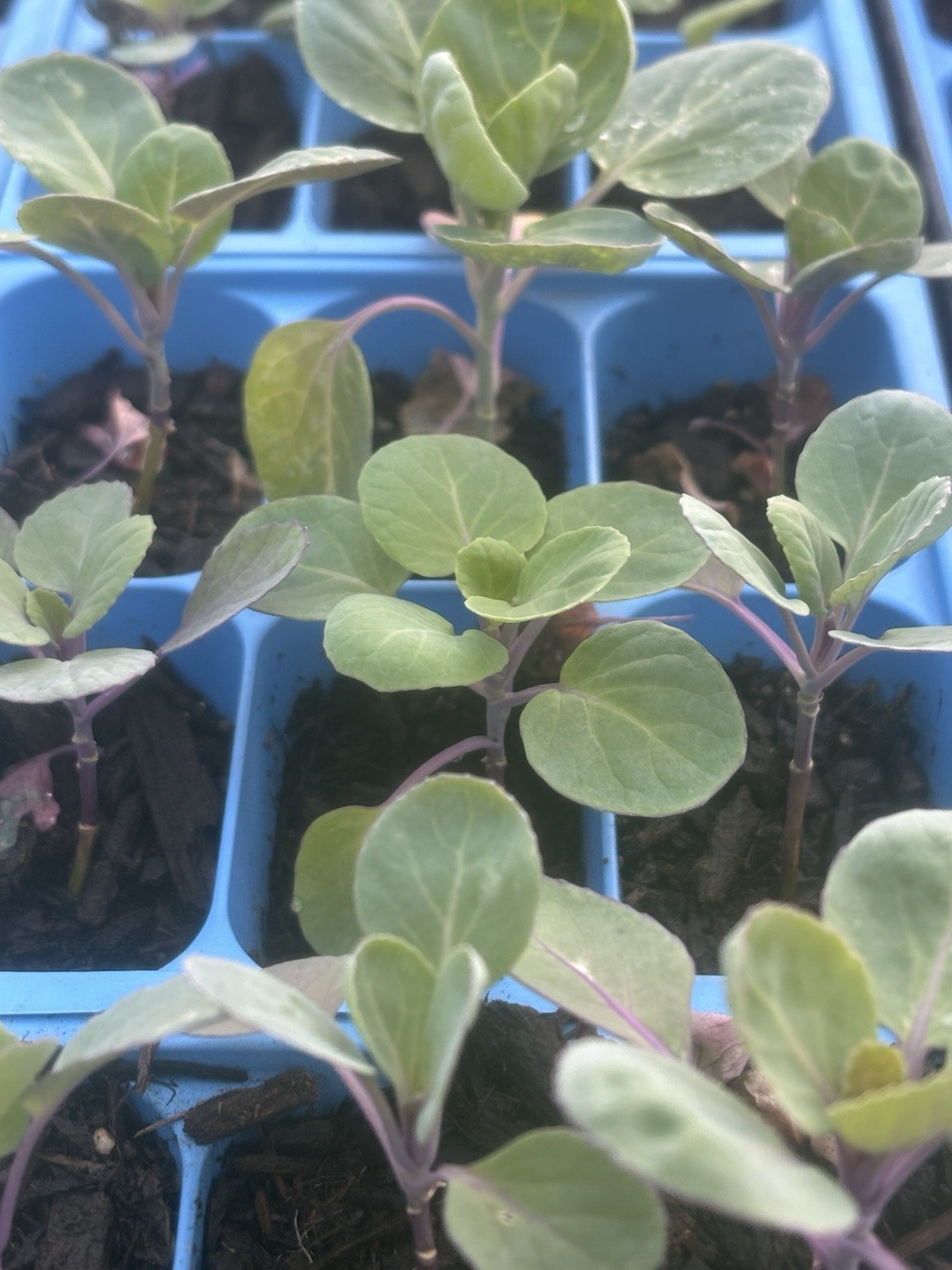 Lot of 4 Jade E Cross Brussel Sprouts LIVE PLANTS 4 inches 75+ Days Old