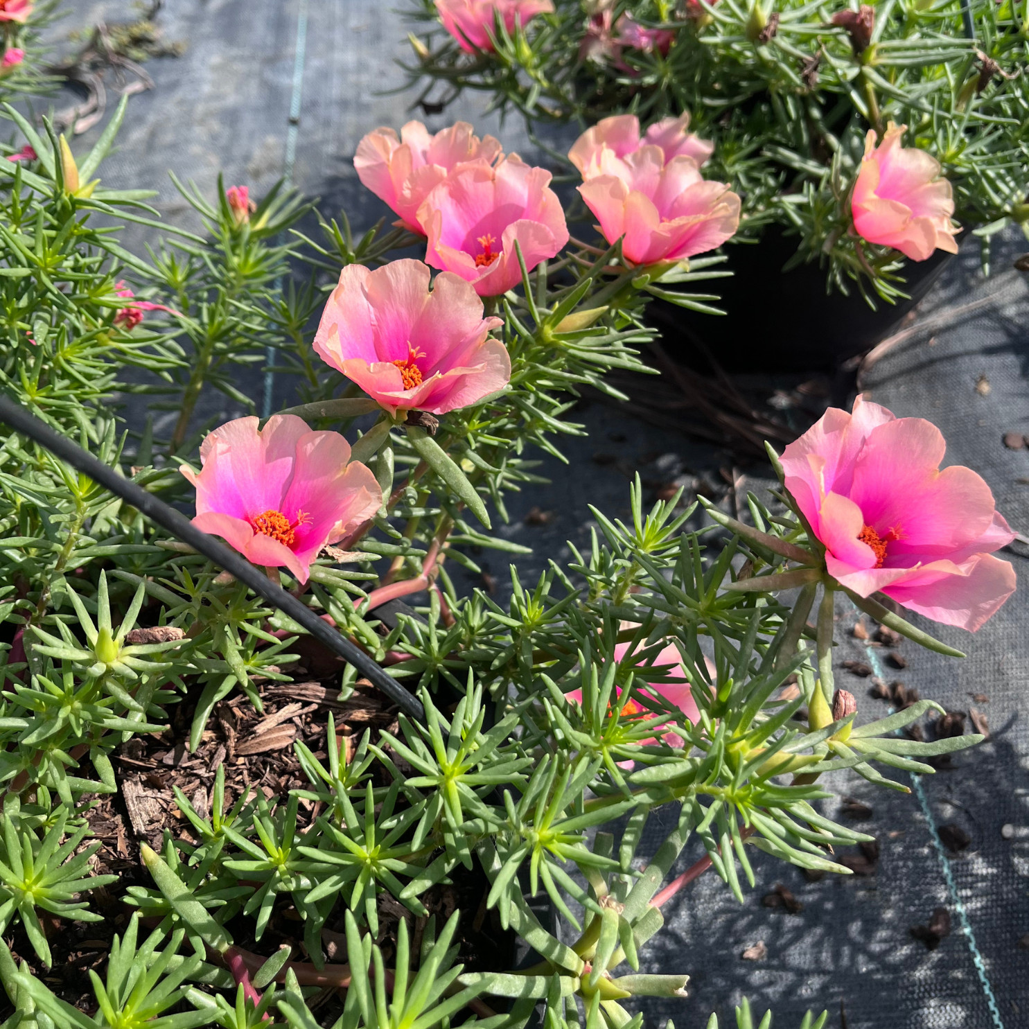 Hot Pink Portulaca grandiflora, moss rose or purslane plant 6 in Basket