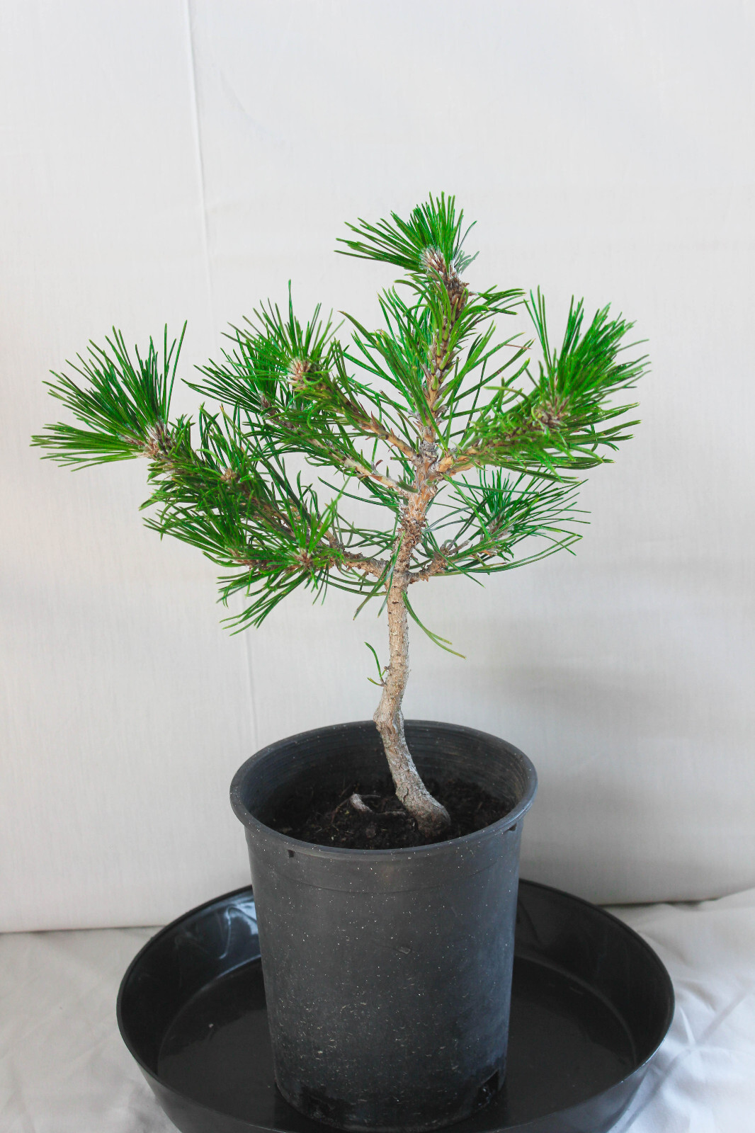 Japanese Black Pine ‘Mikawa’ Trained Pre-Bonsai Tree – 1 Gallon Informal Upright