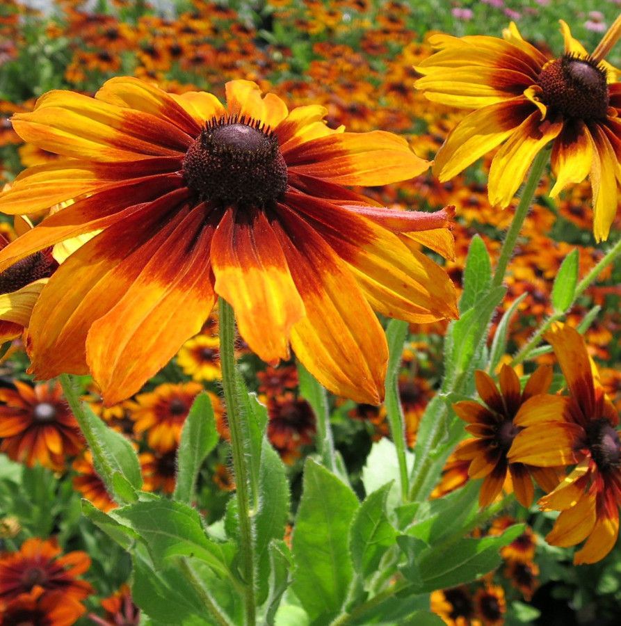 Live Rudbeckia hirta ‘Autumn Colours’ Plant, Coneflowers, Well-Rooted Plug Small