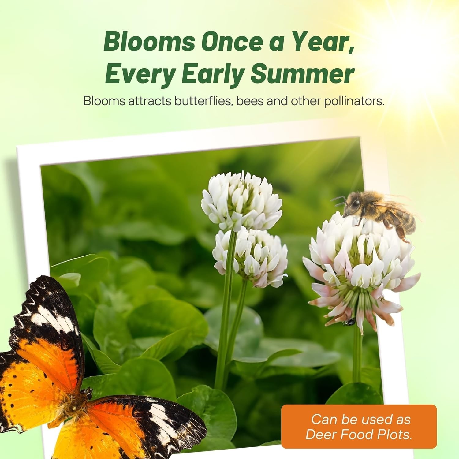 Perennial White Dutch Clover Seed – Nitrocoated, 1 lb for Vibrant Lawns