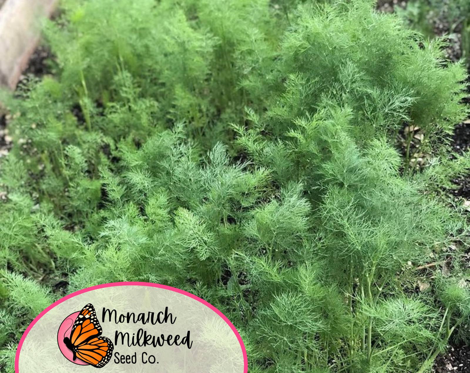 3700+ Dill Seeds ‘Bouquet’ | Heirloom Vegetable Garden Seed Packet from USA