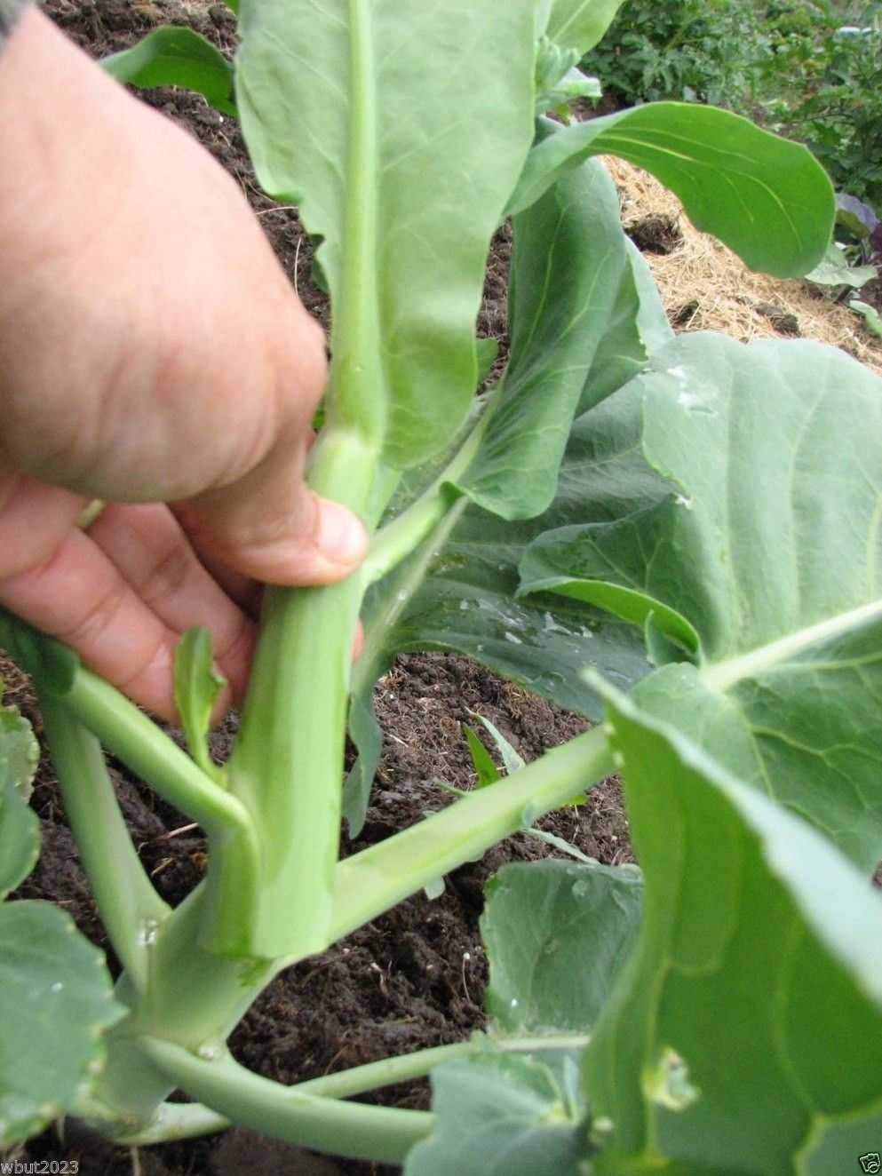 AUTHENTIC Blue Chinese Kale Kailaan Chinese Broccoli Gai Lan Pak Choy Seeds Choi