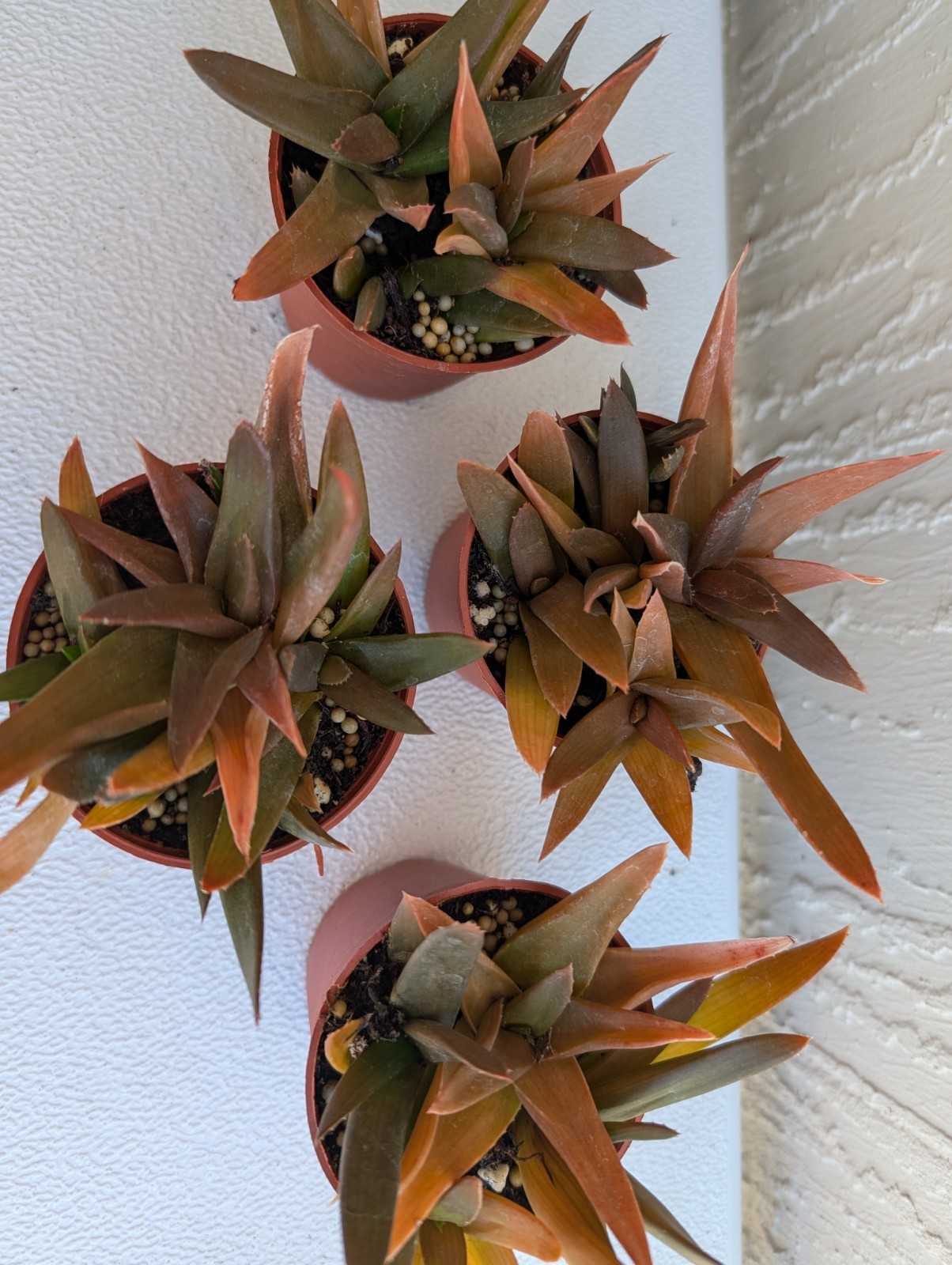 Alworthia ‘Black Gem’ Succulent Plant Rooted 3″ Pot