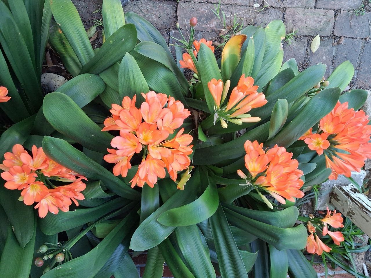 Clivia orange – Bush Lily – Clivia Miniata – Seasonal Flowers, Evergreen Plant