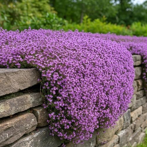 20,000+ Creeping Thyme Seeds Ground Cover, Non-GMO Perennial Flower Purple