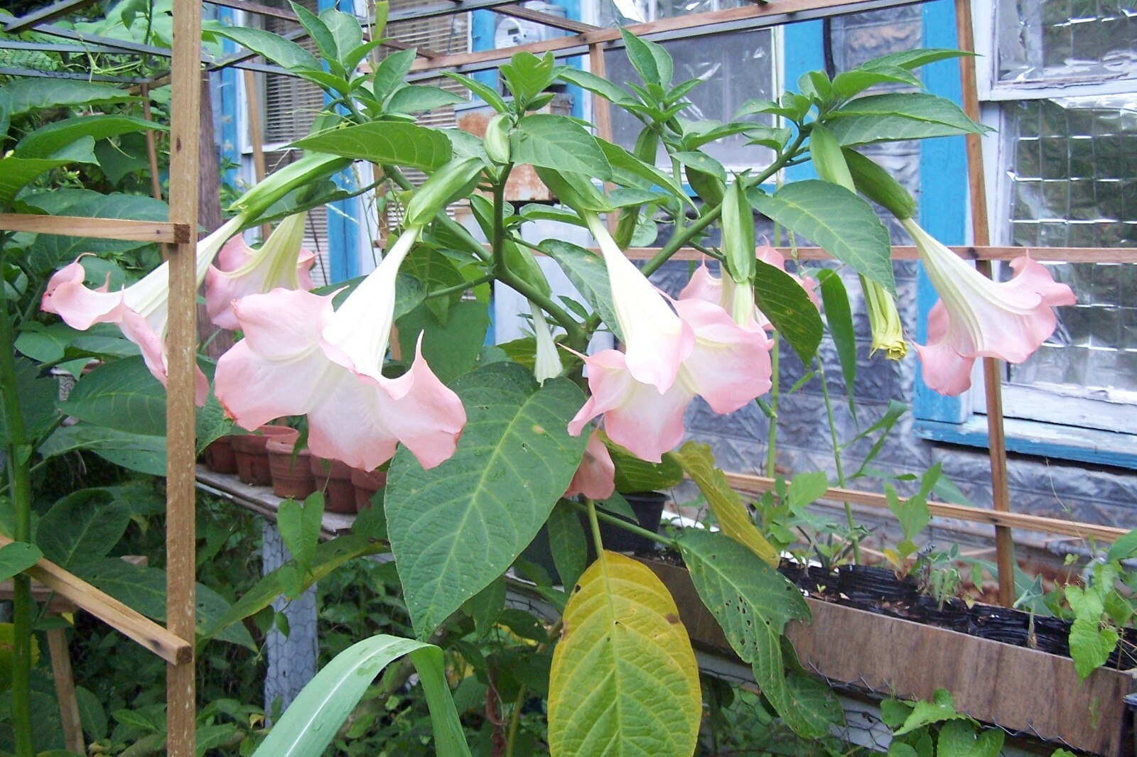 Angel Trumpet 2 Live Single Pink New Rooted Plant NO pots
