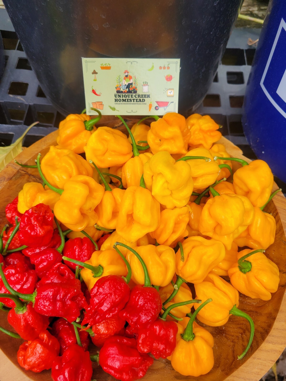 Carolina REAPER Super HOT Pepper Seeds Unique Creek Homestead Certified
