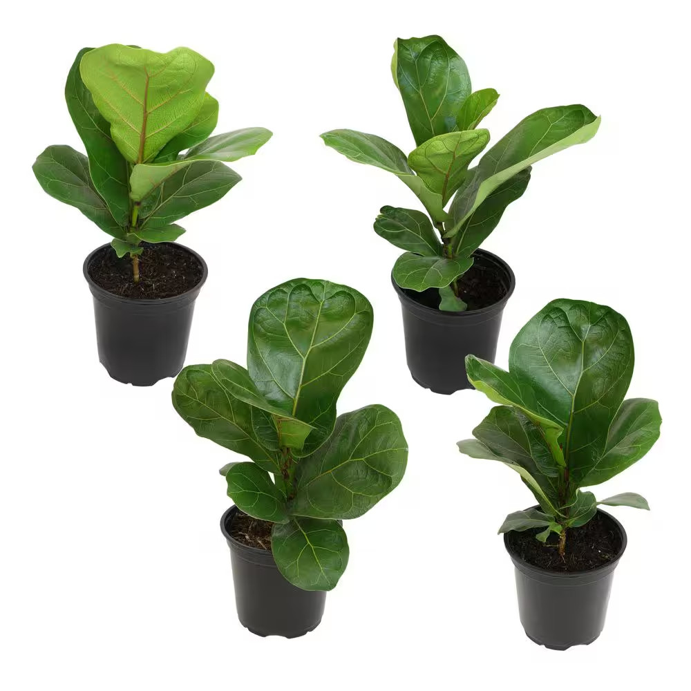 4.25 In. FICUS LYRATA – Fiddle Leaf Fig Houseplants (4-Pack)