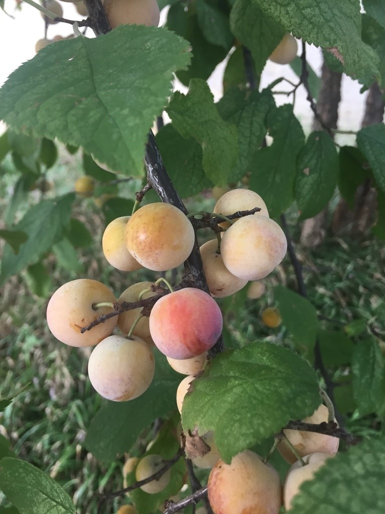 Prunus mexicana MEXICAN PLUM TREE Seeds!