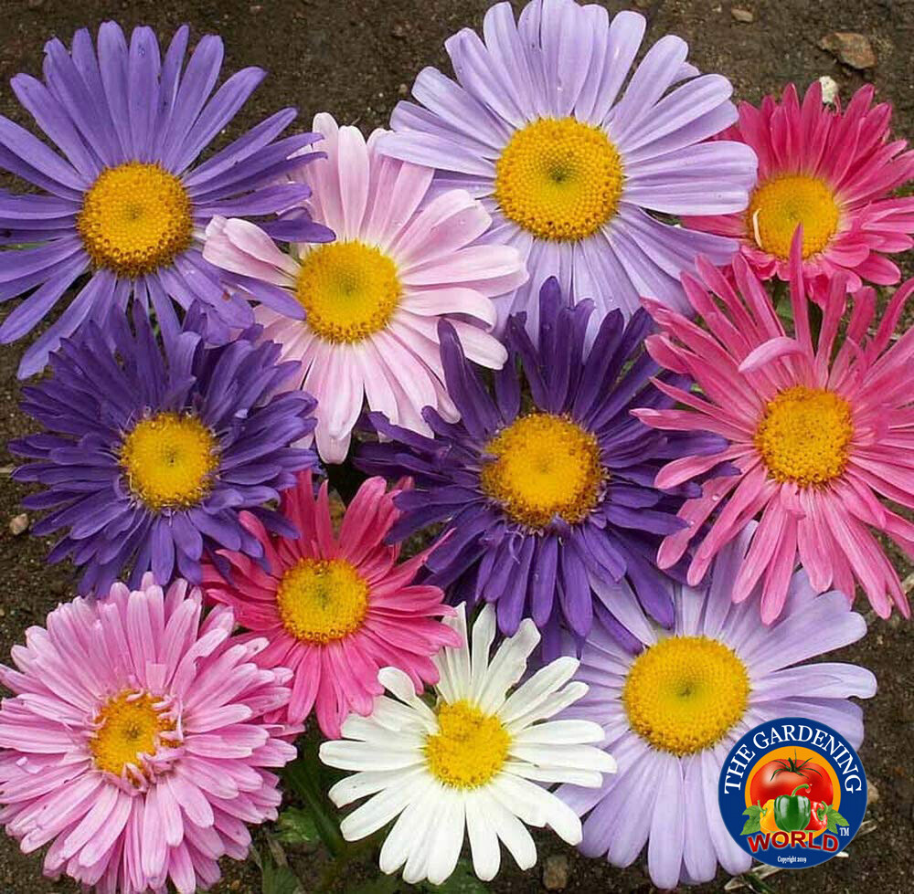 1oz China Aster Single Flower Seeds Sensation Mix Callistephus chinensis 15,000