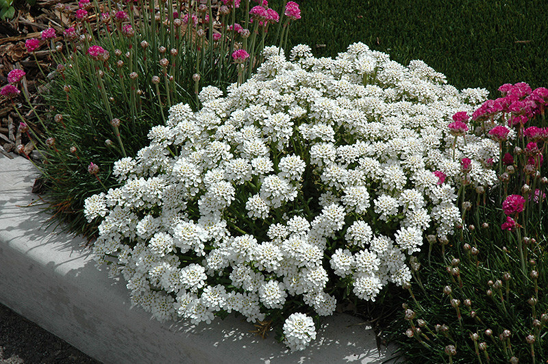 Candytuft Iberis 25 Plants in 3-1/2 inch Pots
