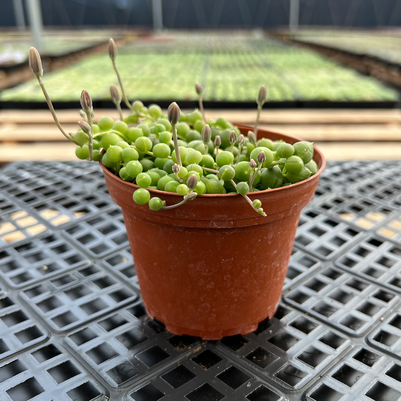 Live Fresh String of Pearls (Senecio Rowleyanus), Fully Rooted in 4” Planter