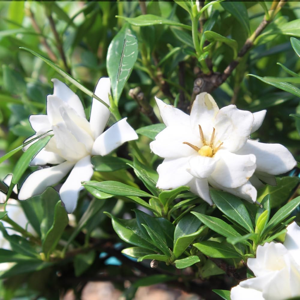 Elegant Gardenia Live Bonsai Tree – 4 Old – 6-8 Inches Tall in Grower Pot