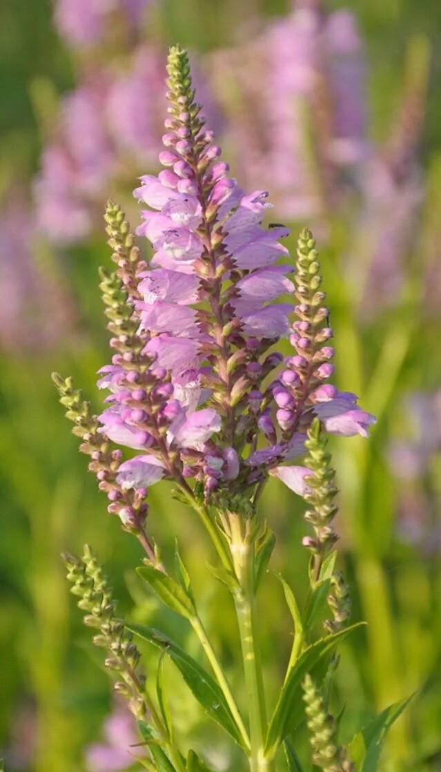 Obedient Plant (Physostegia virginiana) SEEDS