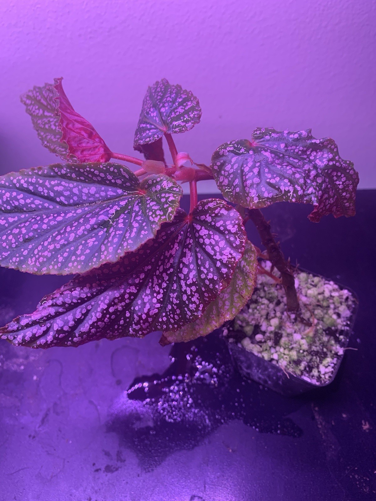 RARE LIVE PLANT Begonia PINK -live Potted