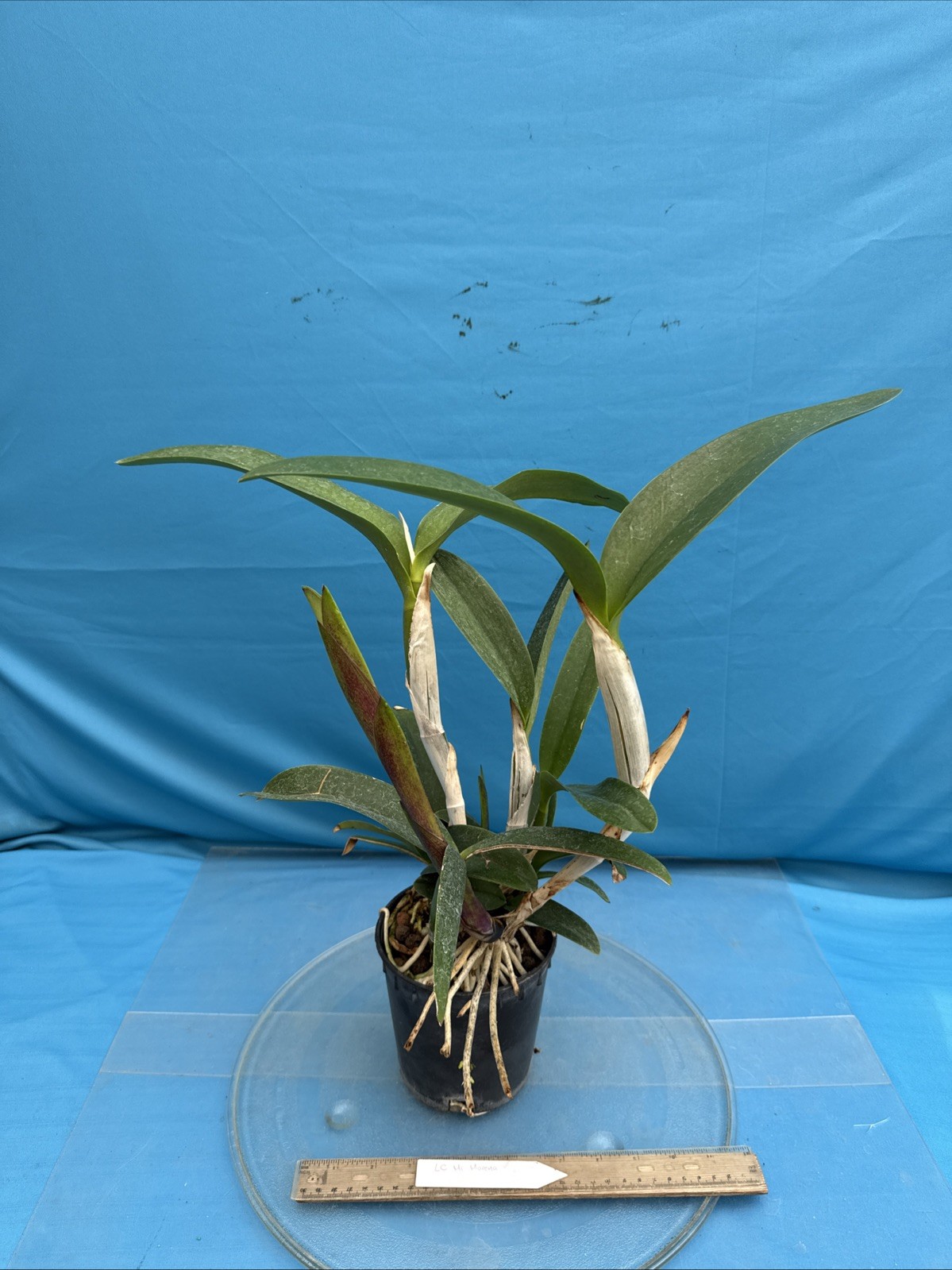 Lc. Mi Morena Raspberry Purple Red Shiny Flowers Orchid Hybrid 5.5” Pot