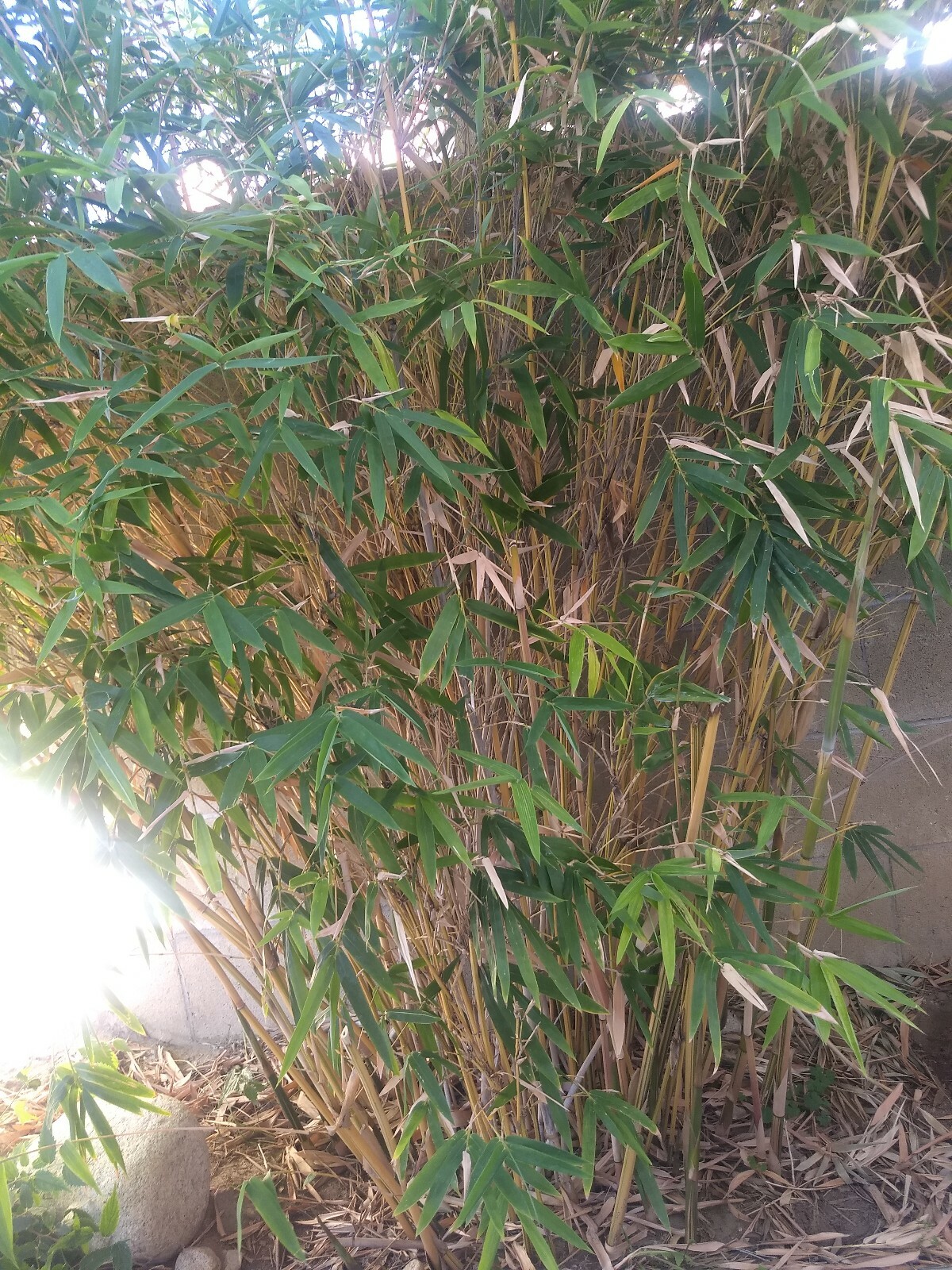 5 Individual Divisions! Alphonse Karr Bamboo *Privacy Screen*Hedge Starter*
