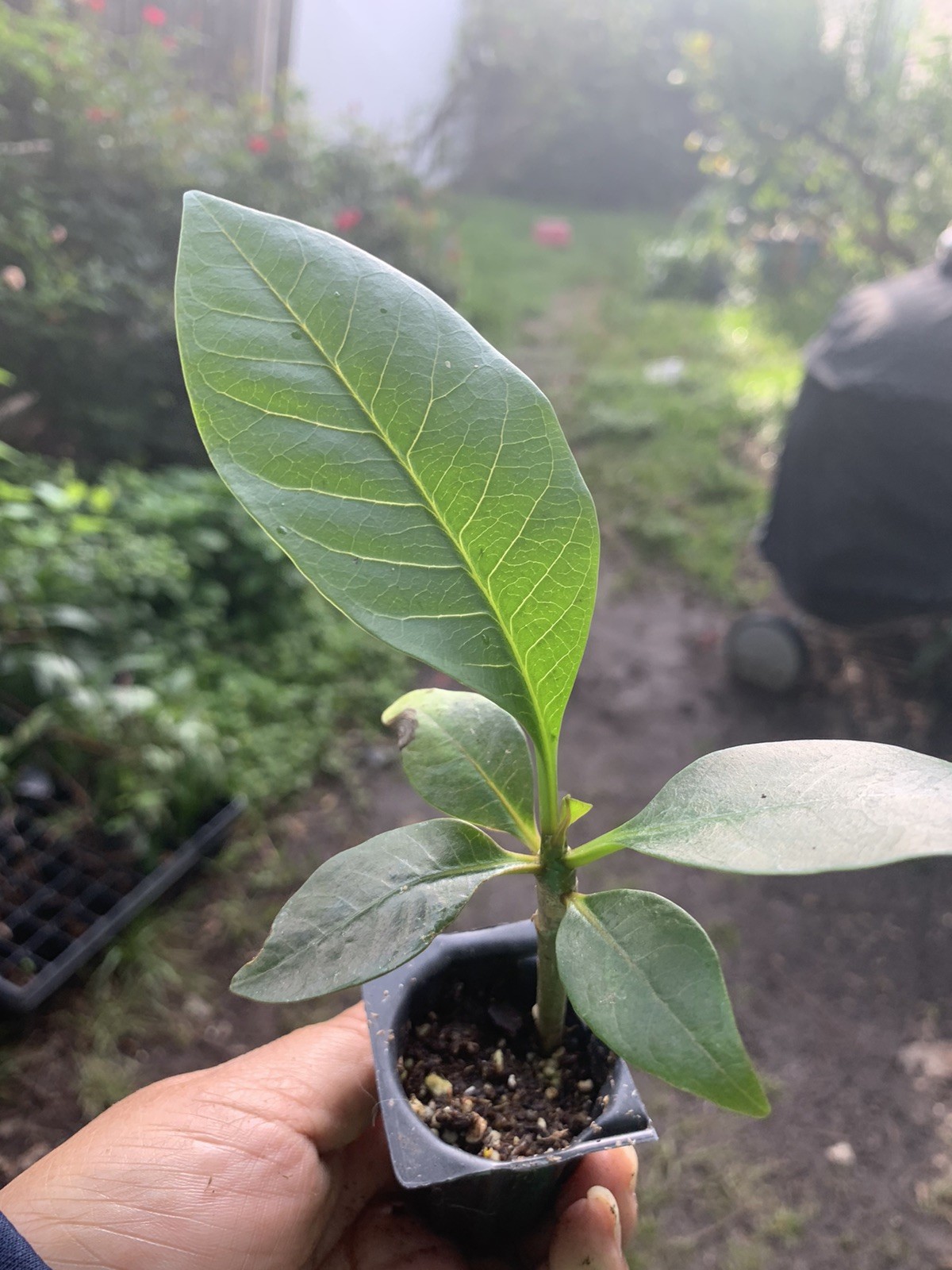 1 Burgundy Red Plumeria Plant From Seeds In 2 inches pot
