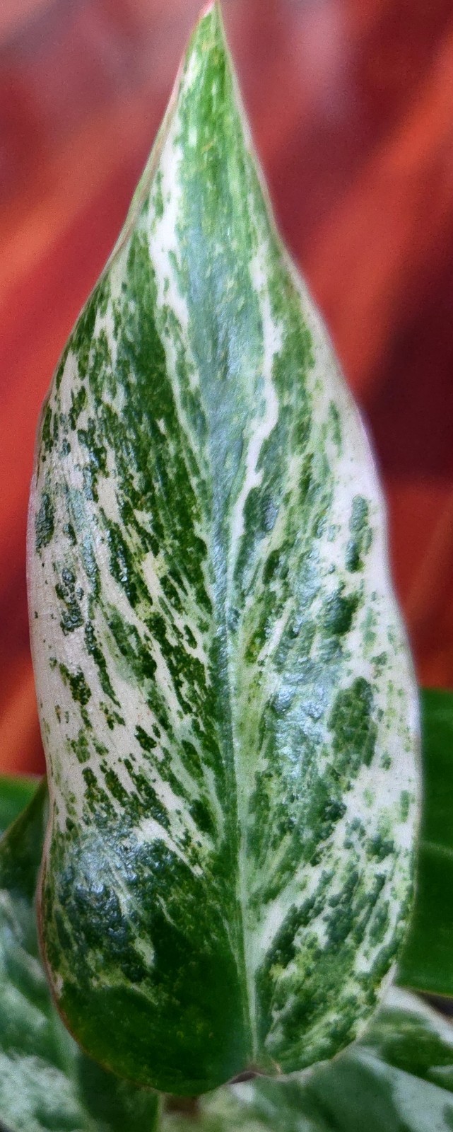 Rare Philodendron Emerald Ice King Clump 11″ Tall Not Monstera Anthurium
