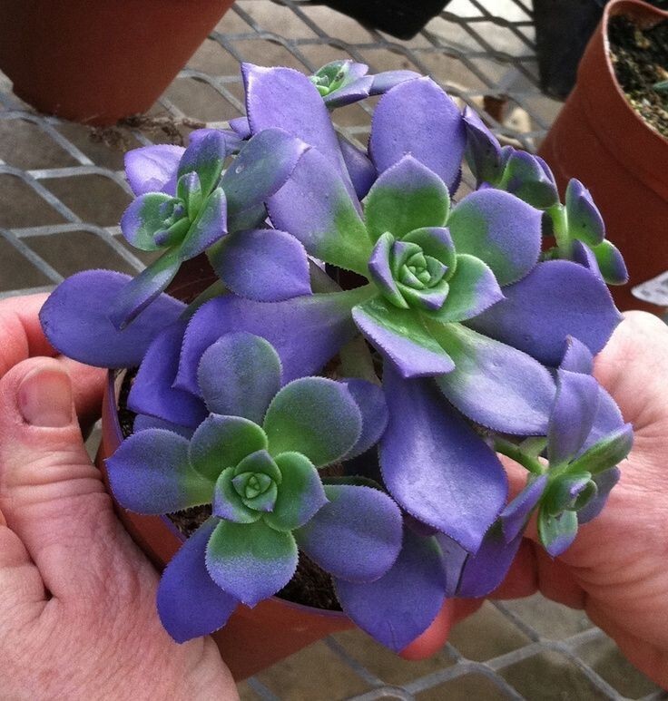 100pcs Mixed Rare Succulent Seeds, Mult-Color Indoor/Outdoor Plant