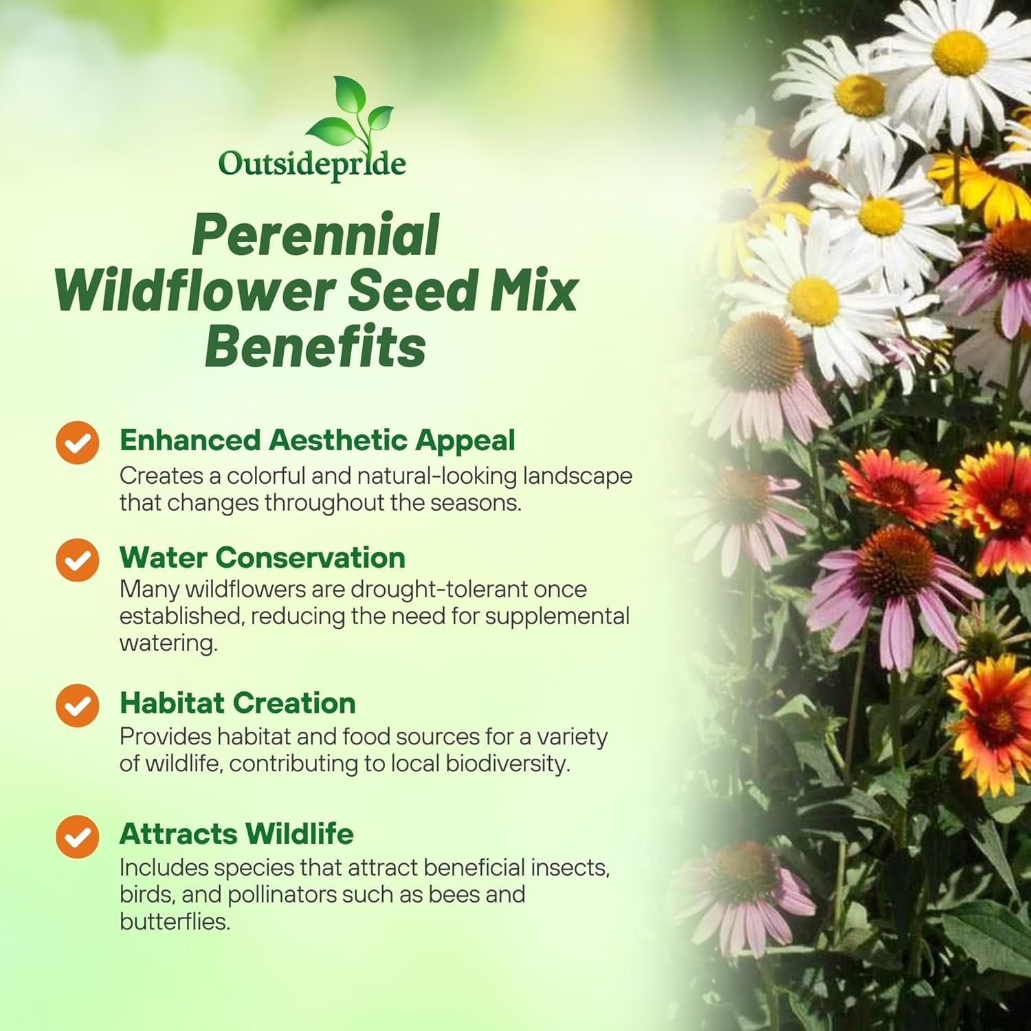 1 LB Perennial wild flower seed from Outsidepride.