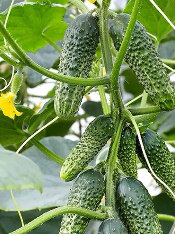 50 Seeds Cucumber Amour F1 ORIGINAL Bejo Zaden Netherlands семена огурец Amur