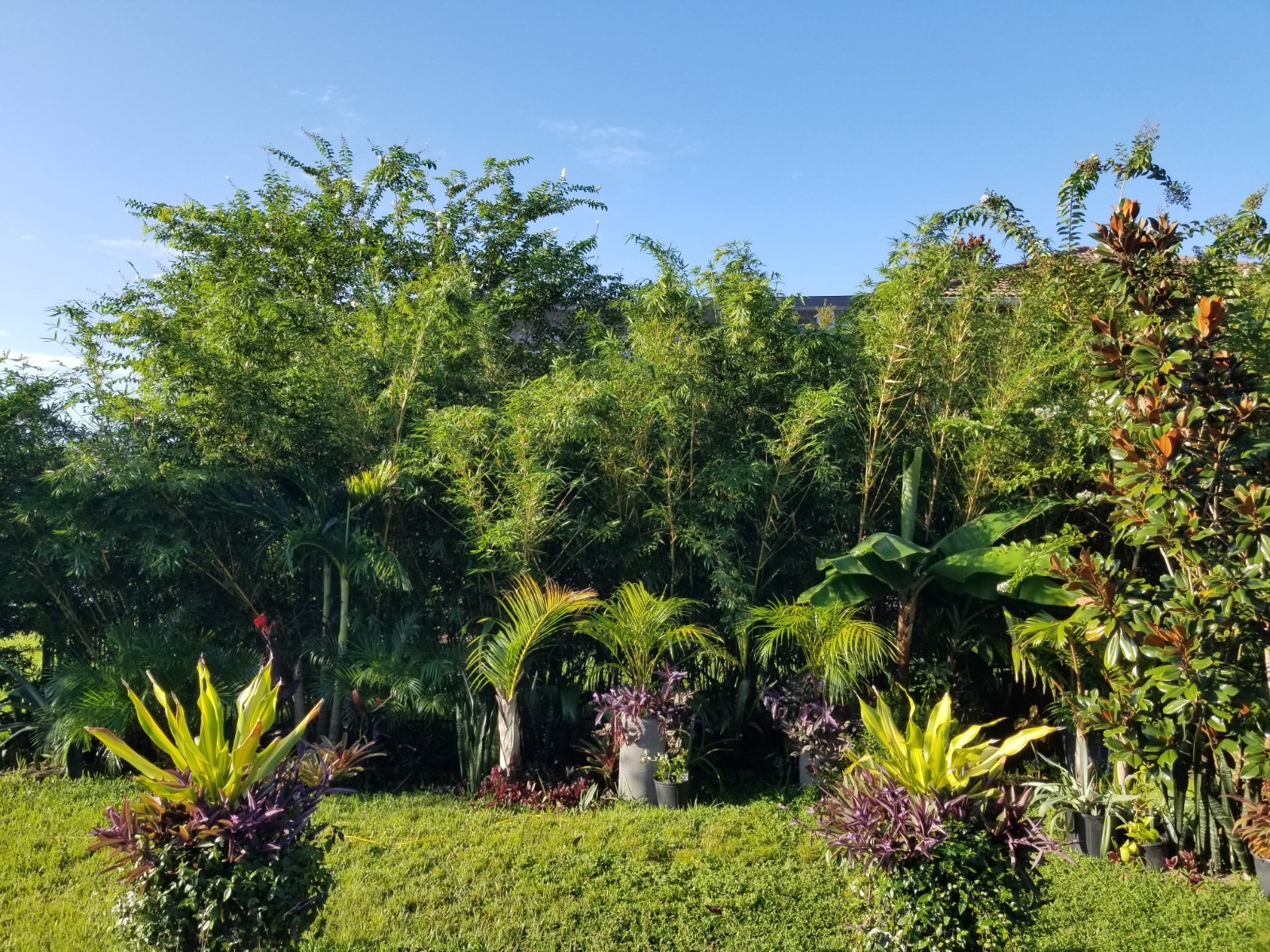 Bamboo Clumping “Golden Hedge” Bambusa Alphonse Karr Privacy Screen 1 Division