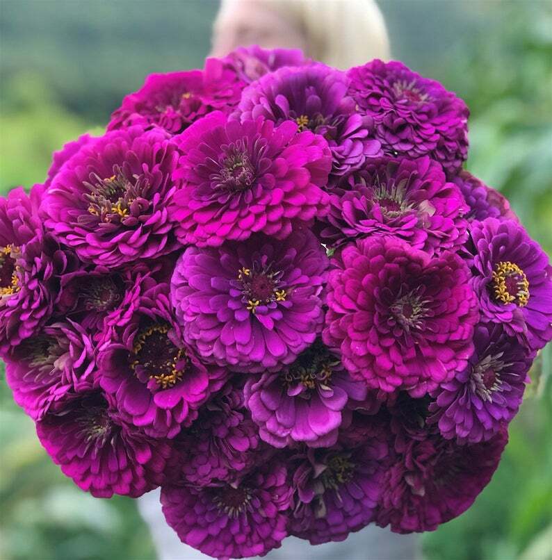 Zinnia PURPLE MIX Purple Prince & Lavender DOUBLE Blooms Non-GMO 200 Seeds!