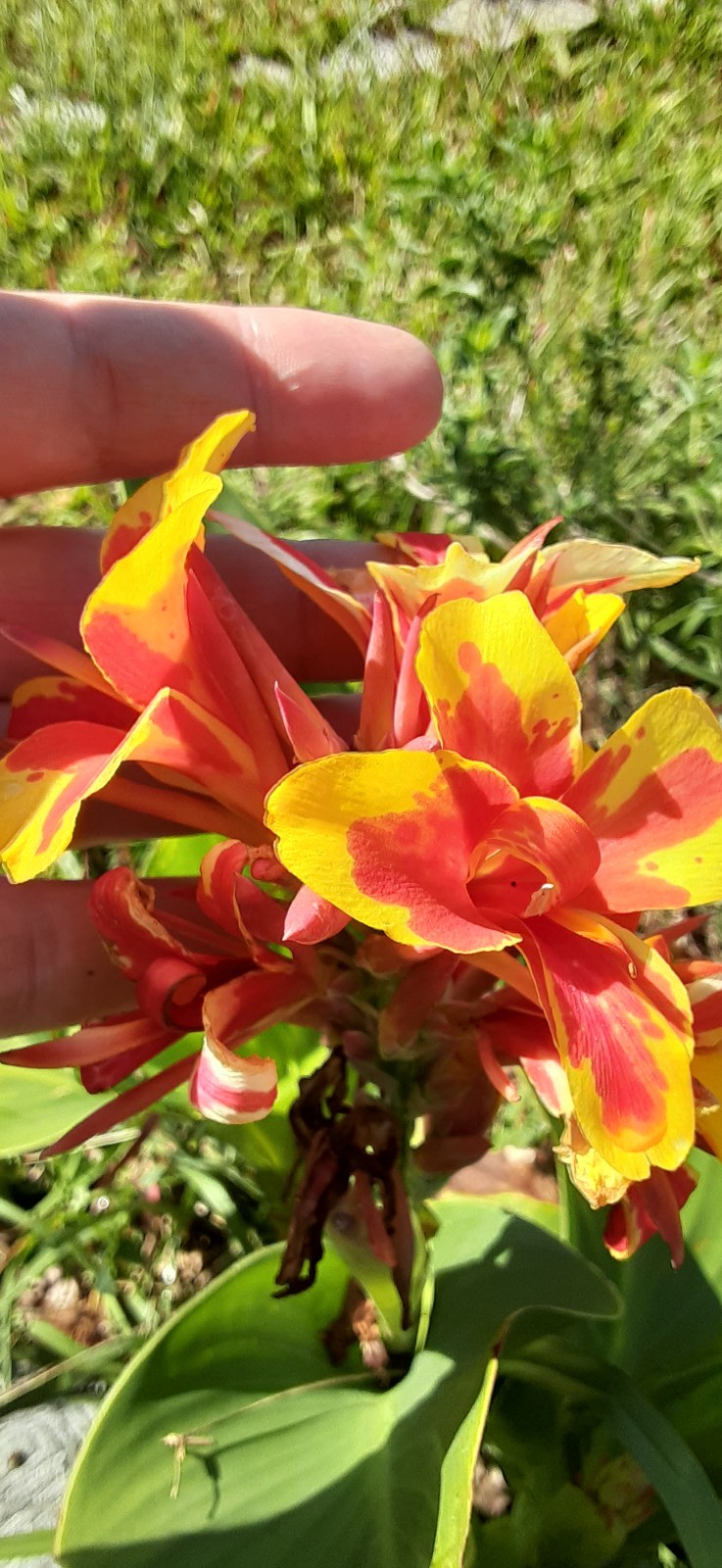 SALE! Red Gold Flame Canna Lily Live Starter Plant-READ LISTING